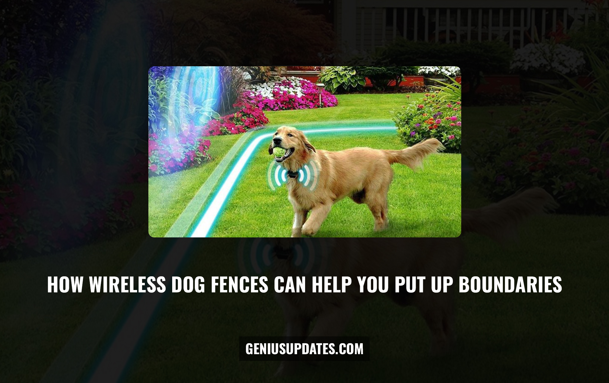 How Wireless Dog Fences Can Help You Put Up Boundaries