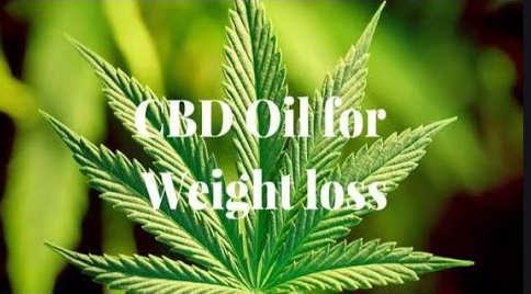 cbd oil for weight loss