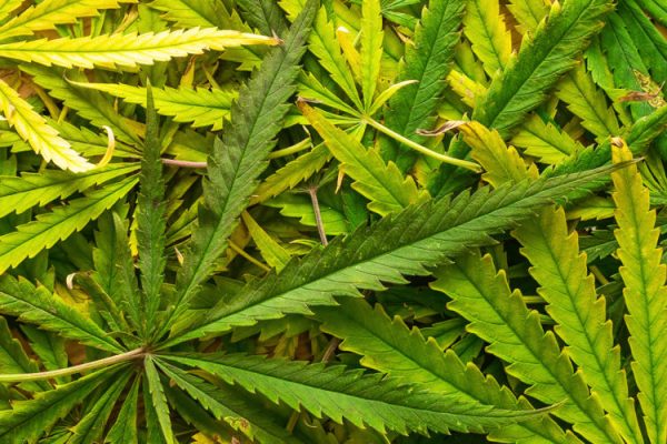 are cannabis dangerous