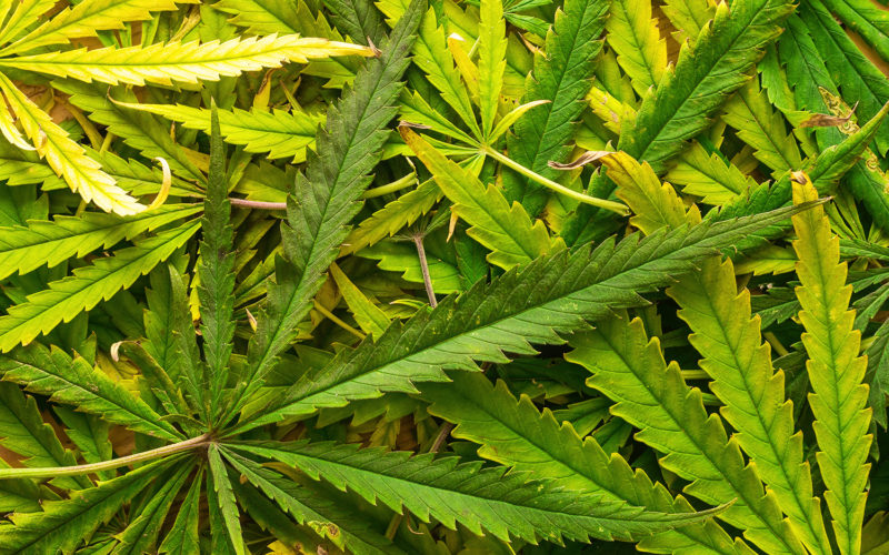 are cannabis dangerous