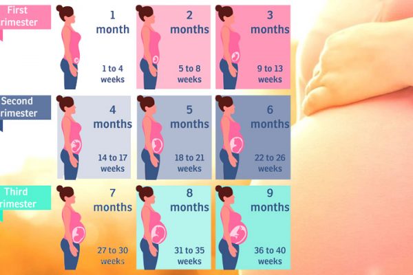 pregnancy stages