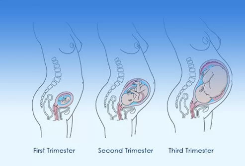 pregnancy trimester