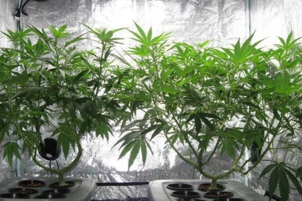recreational marijuanas vs medical marijuanas