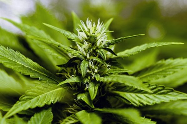 growing cannabis from seed