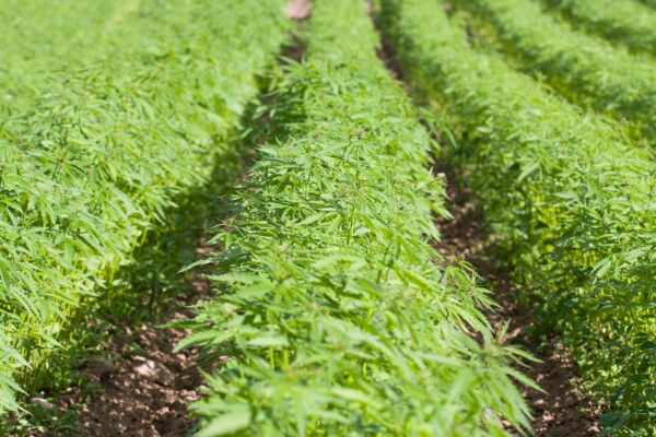 farming hemp