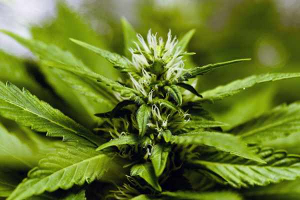 cannabis or marijuana