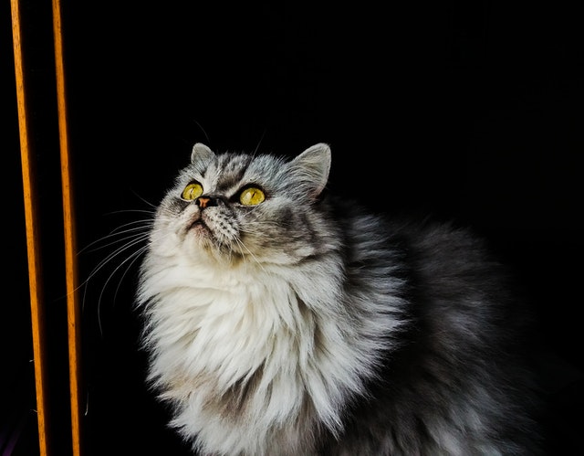 Chinchilla Persian Cat