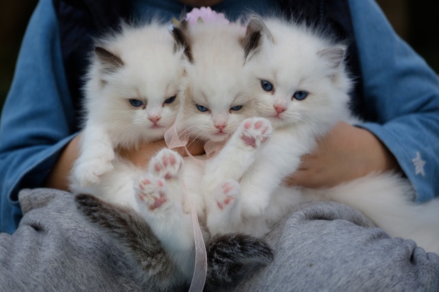 Chinchilla Persian Cat