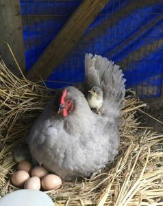 lavender chicken