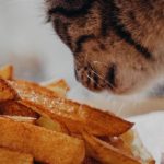 Can Cats Eat Sweet Potato