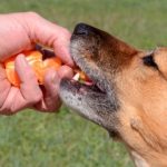 Can Dog Eat Orange