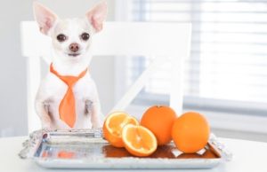Can Dog Eat Orange