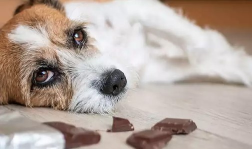 Symptoms If Puppy Eats White Chocolate Reference: Can Dogs Eat White Chocolate