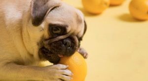 Can Dogs Have Lemon