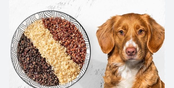 Can Dogs Eat Quinoa