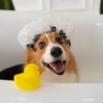 Unleashed Spa